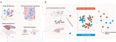 Leveraging expression profiles from scRNA-seq data and spatial patterns ...