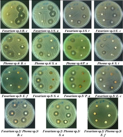 Some Inhibition Zones Of The Different Endophytic Fungi Isolated S