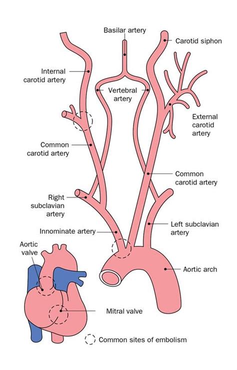 Retinal Vascular Disease Part 1