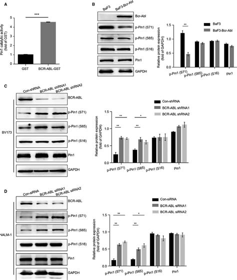 Bcr Abl Enhances The Prolyl Isomerase Activity Of Pin A