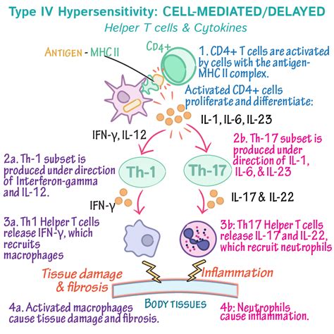 Pathology Glossary: Hypersensitivity Type IV | Draw It to Know It