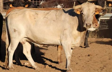 Génave sigue apostando por los encierros por el campo De la Vereda al