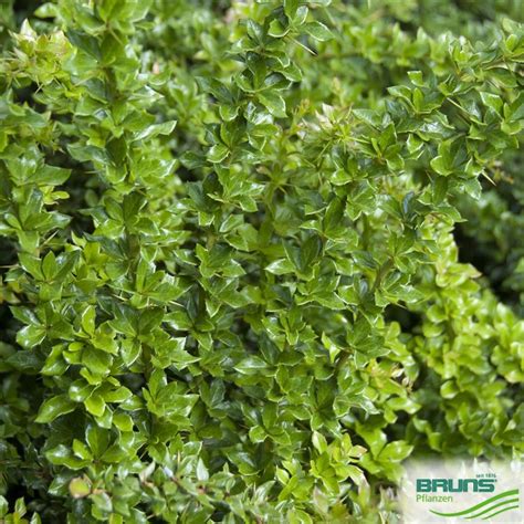 Berberis verruculosa, Warty barberry von Bruns Pflanzen
