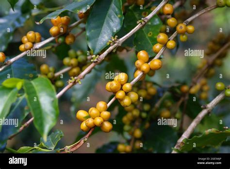 Arabica Coffee Varieties Variety Catalog Atelier Yuwaciaojp