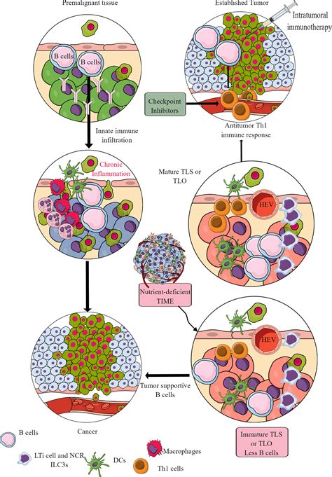 Frontiers Immunometabolic Reprogramming Another Cancer Hallmark