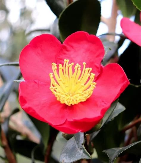 Camellia Yuletide Plants For Spaces