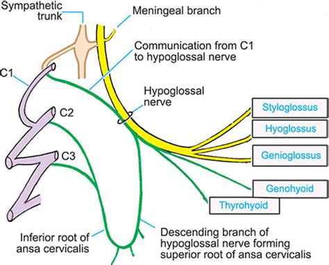 Glossopharyngeal Nerve Branches