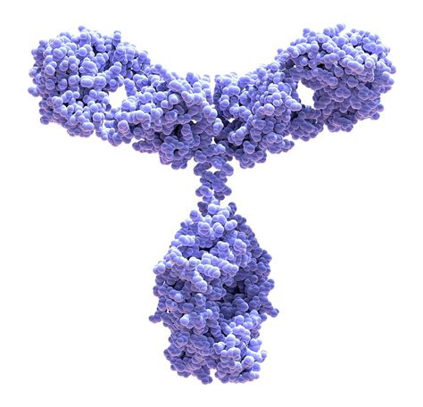 Antibody 3d