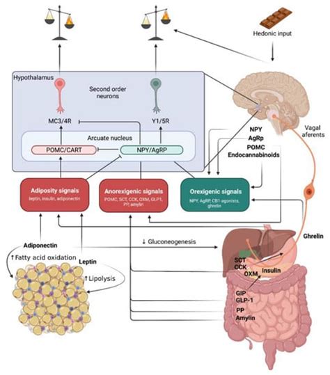 Biomolecules Free Full Text Obesityan Update On The Basic