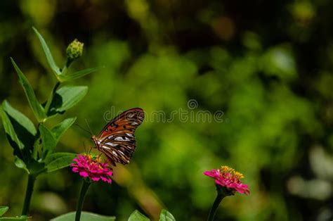 Butterfly Flying Over The Flowers Of A Public Botanical Garden On A