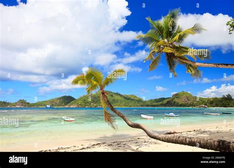 Seychellen Palmen Am Strand Palmenstrand La Digue Stock Photo Alamy