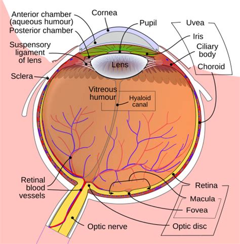 Iris (eye) - Simple English Wikipedia, the free encyclopedia