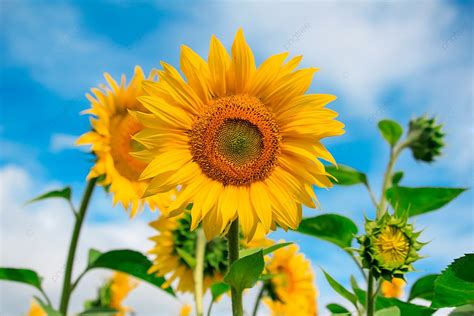 Fondo Material De Girasol Fondo Girasol Flor Del Sol Archivo Fuente