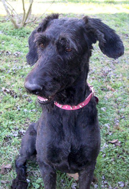 Big German Shepherds: Poodle German Shepherd Mix