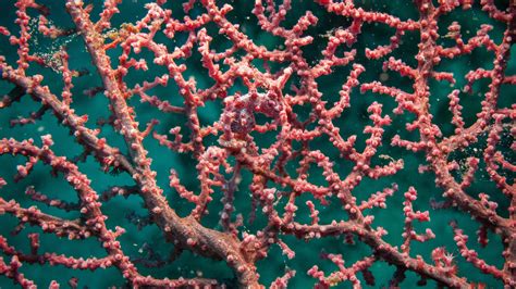 sea, Horse, Corals, Disguise Wallpapers HD / Desktop and Mobile Backgrounds