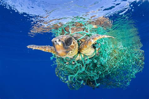 Toxic Waters How Ocean Ecosystems Are Drowning In Plastic