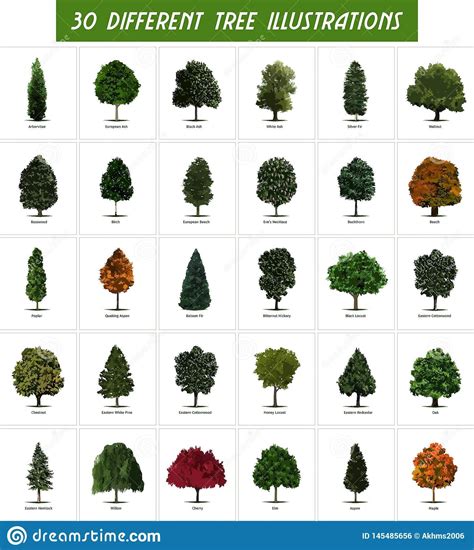 Different Types Of Trees With Pictures And Names