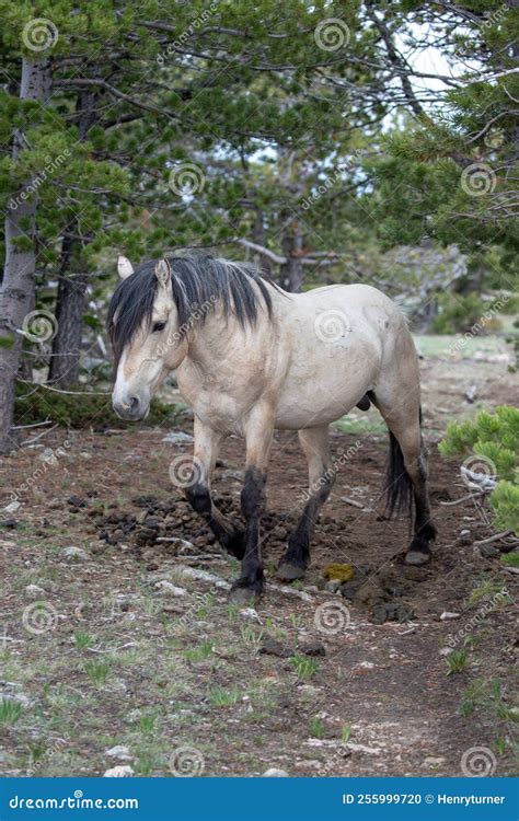 Wild Horse Buckskin Band Stallion In The Western Usa Stock Photo