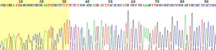 sanger sequencing wikipedia