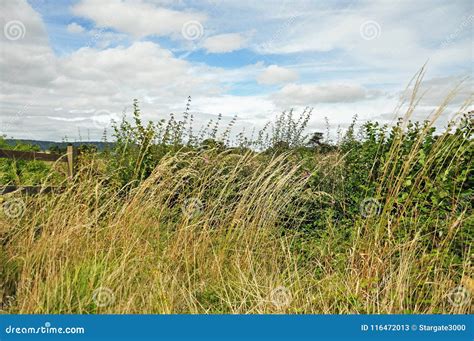 Wind Blowing Through The Wild Grass Stock Image Image Of Nature Blossoms 116472013