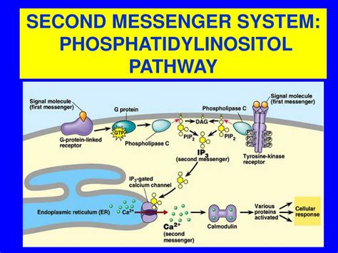 Phosphatidylinositol Pathway