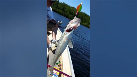 Supposedly Extinct Fish Blue Walleye Caught In North Channel Lake