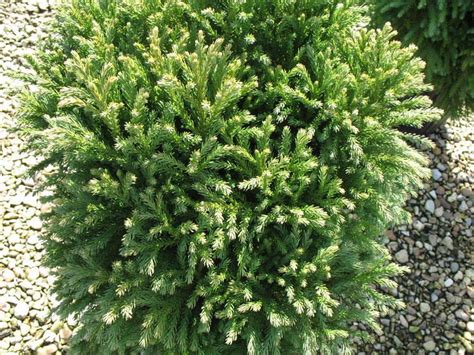 Cryptomeria - Alchetron, The Free Social Encyclopedia