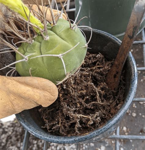 How To Repot Your Cacti A Guide For Beginners Trex Plants