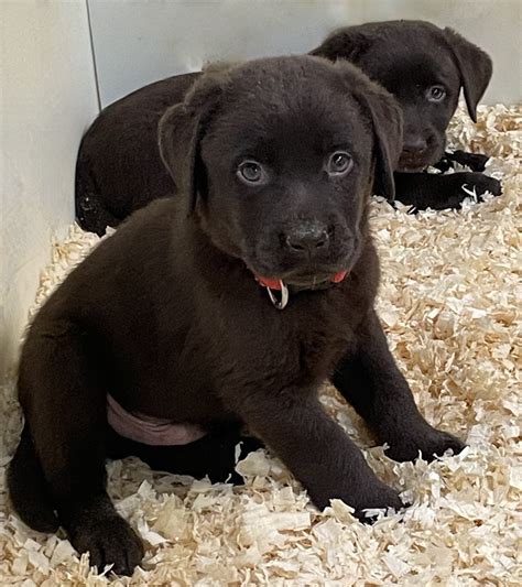 Female Chocolate Lab puppy | Humehill