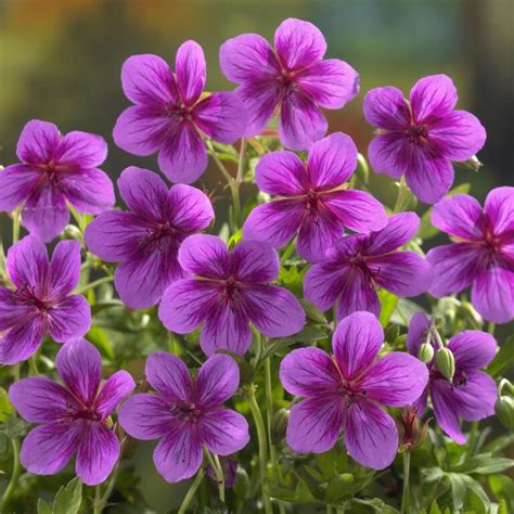 Geranium Soboliferum Starman N Va Perenner