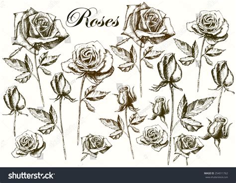 Hand Drawing Roses On White Background Stock Vector Royalty Free 254011762 Shutterstock