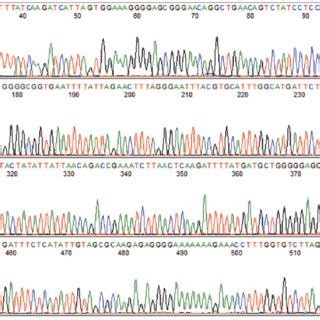 Nucleotide Sequence Of Coi Gene Fragment Amplified By The New Pair Of