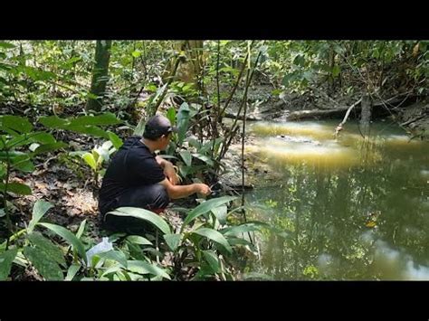 Memancing Dan Memasak Di Hutan Kalimantan Camping Fishing YouTube