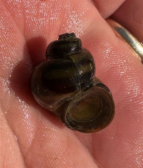 Banded Mystery Snail From Wheeler Spring Outflow Us Hwy Lawrence