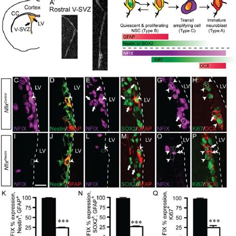 Npr Is A Target Of Nfix Within V Svz Neuroblasts A B Coronal