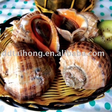 Frozen Boiled Top Shell Meatchina Taihong Price Supplier 21food