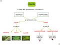 Le Piante Sc Elementare Aiutodislessia Net