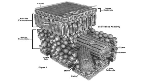 The Characteristics And Functions Of Plant Collenchyma Tissue