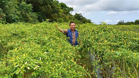 Kepala Dinas Pertanian Babel Kunjungi Kampung Cabai Di Tanjung Pandan