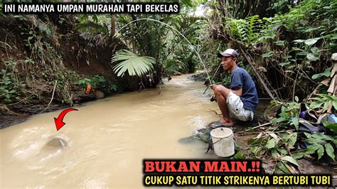 Sadis Mancing Sehabis Hujan Pakai Umpan Murahan Hasilnya Diluar