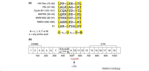 Crm1 Mediated Nuclear Export To The Pore And Beyond Trends In Cell