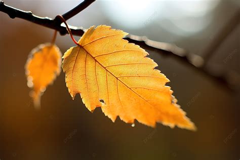 가을 나무에 앉아 있는 큰 잎 하나 가을 계절 나무 배경 일러스트 및 사진 무료 다운로드 Pngtree