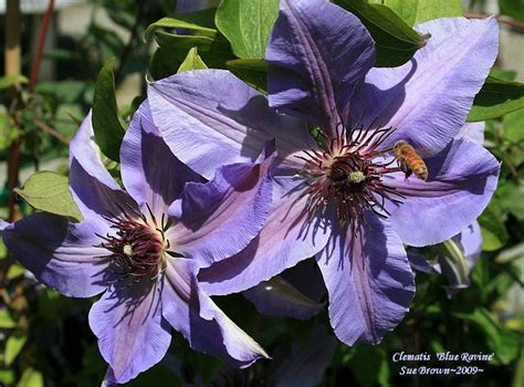 Plantfiles Pictures Clematis Early Large Flowered Clematis Blue