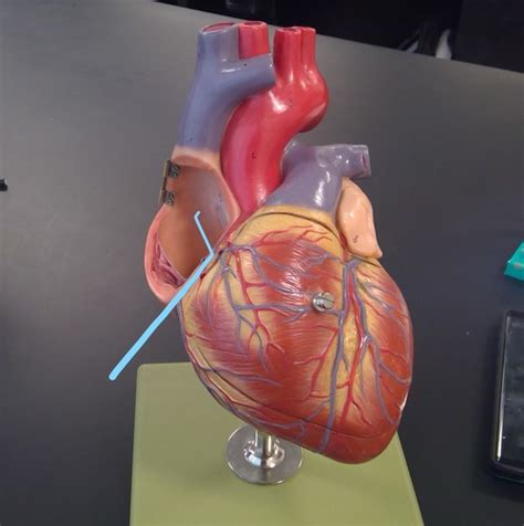 Internal Heart Anatomy Flashcards Quizlet