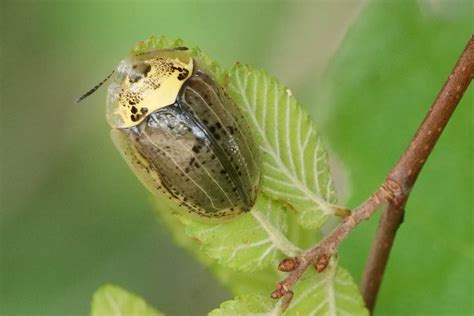 Wild Olive Tortoise Beetle From 3301 S International Blvd FM 1015