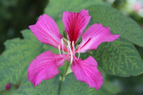 Bauhinia x blakeana (Blake's bauhinia, Camel's Foot, Hong Kong Orchid ...