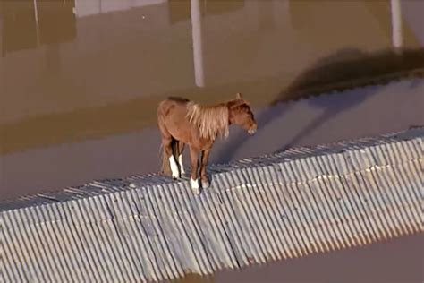 Finalmente Após 4 Dias Encima de Um Telhado Cavalo Caramelo é