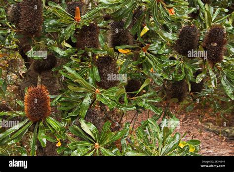 Banksia Tree In Australia Stock Photo Alamy