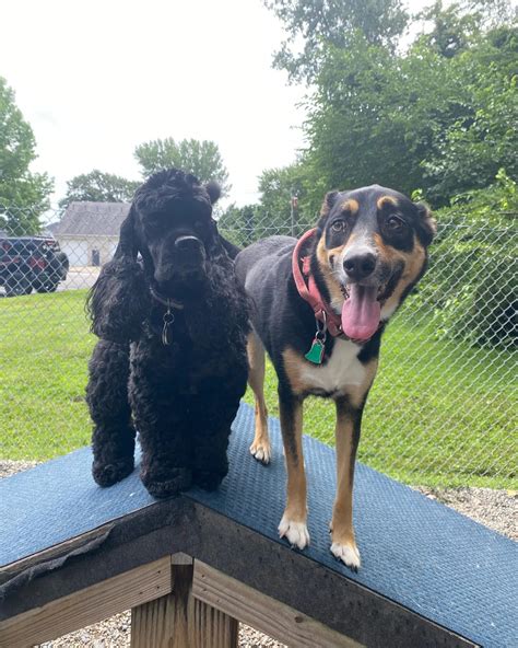 Rhode Island Animal Medical Center Four Paws Pet Resort | Warwick RI