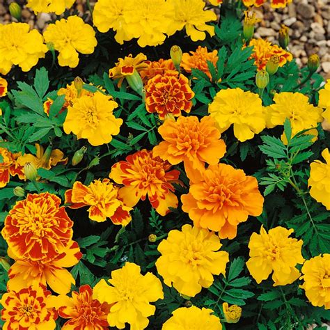 Bonanza French Marigold Flower Seed Mix